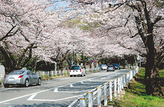 富岡総合公園のサクラ並木