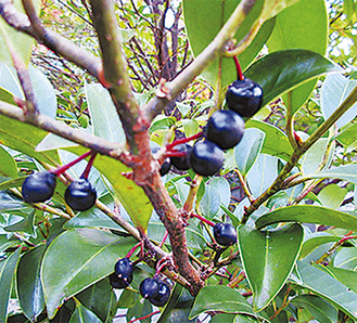 冬に黒紫色の果実をつける