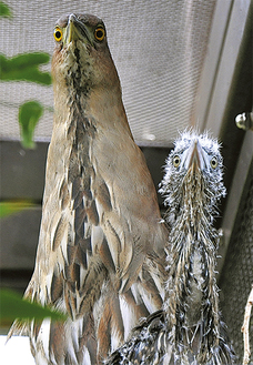 親鳥とふ化したミゾゴイのヒナ（右）