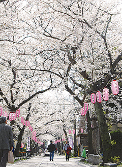 二人が訪れた桜並木の称名寺参道