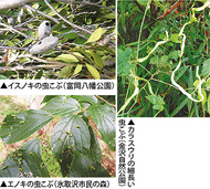 葉にできる不思議な瘤（こぶ）