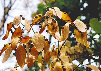 ▲アオギリの果実（野島）