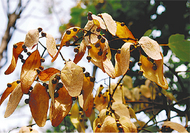 奇妙な形をした果実