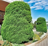 祖先返りの「葉」が現れる