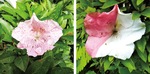絞り模様（左）と赤白半分のサツキの花