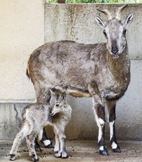 母親に寄り添うヴァーヴ（左）＝金沢動物園提供