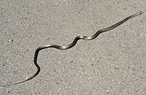 初夏に園路で出会ったアオダイショウ