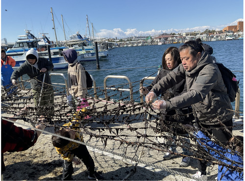 海苔網から海苔をむしり取る参加者