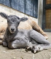 オオツノヒツジが誕生