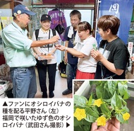 「ゆず色」のオシロイバナ