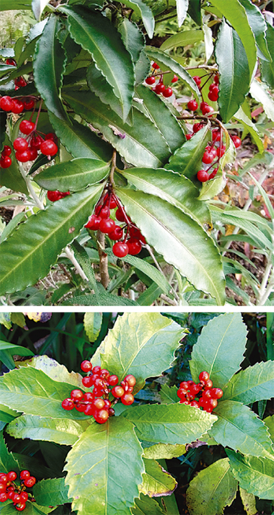 縁起の良い「マンリョウ」