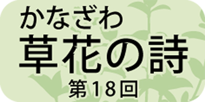 昔はお歯黒に使われた「キブシ」