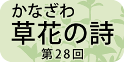 馬を繋いだ「コマツナギ」