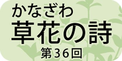 年末年始に飾る「ユズリハ」