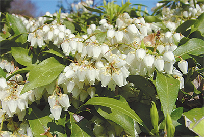 馬が食べると酔う木「アセビ」