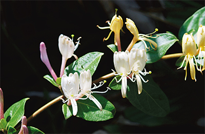 北米に新天地「スイカズラ」