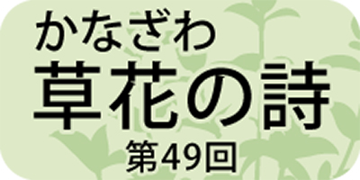 「ネジバナ」は右、左どっち巻き？