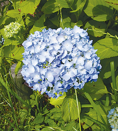 妻の名をつけた学名