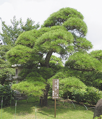 金沢の海には松が似合う