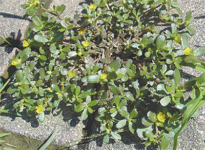 50℃の温度でも平然と
