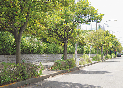 オリーブと間違えた平賀源内