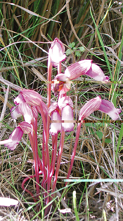 万葉集では「思い草」