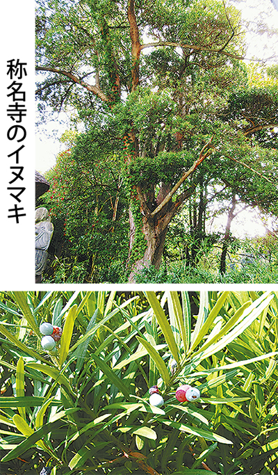 赤と青の可愛いお人形