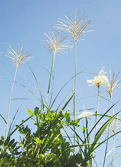 乾燥・強光・高温の「３Ｋ」に強い