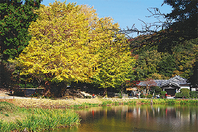 恐竜も食べた？「銀杏」