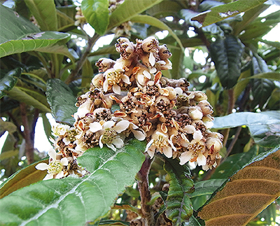 「ピイン」「パアン」が語源