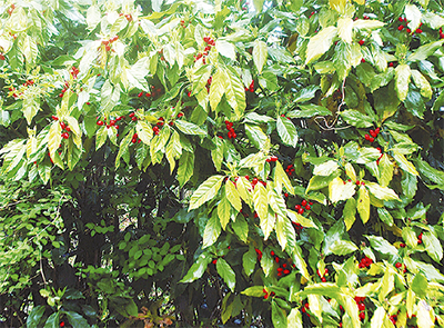 欧州で１世紀近く幻の実に