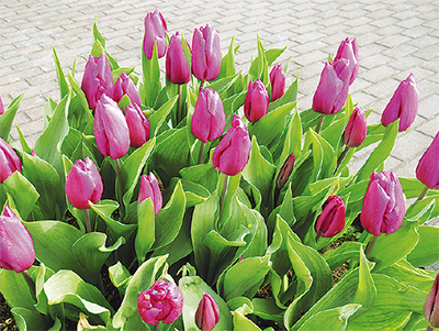 球根３個で家が買えた？