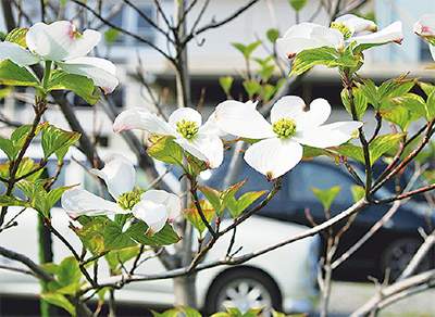 桜の返礼に苗木３０００本