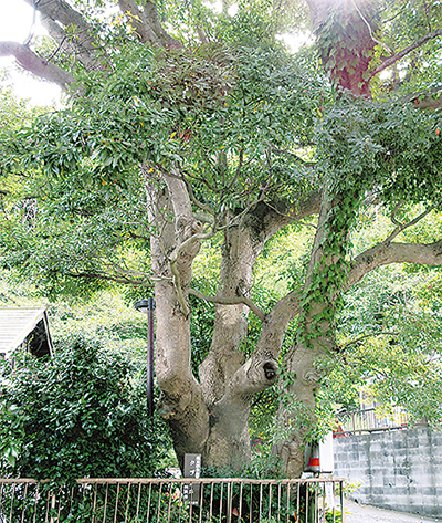 縄文期の金沢の山は原生林