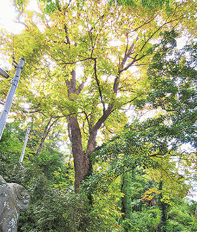 マルハナバチを贔屓する花