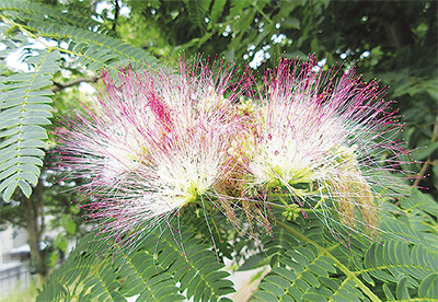 夜は葉を閉じて眠る