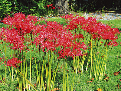 昔は引っ越しの必需品