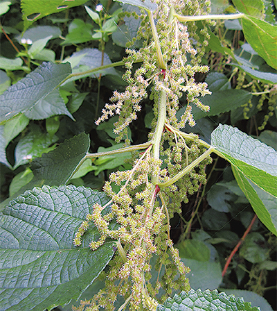 越後上布 薩摩上布の材料