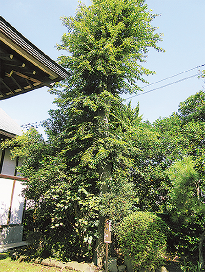 信長発案の街道一里塚