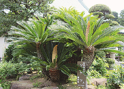 織田信長が最も恐れた木