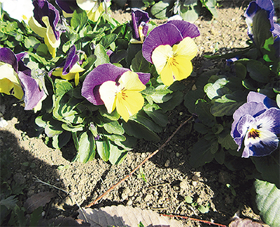 天使が３回キスして３色に