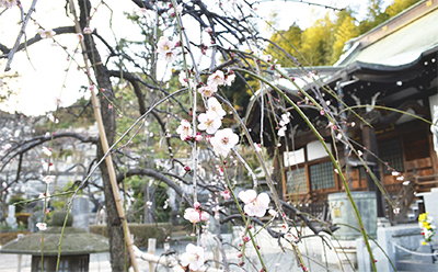 物語でめぐるわが街