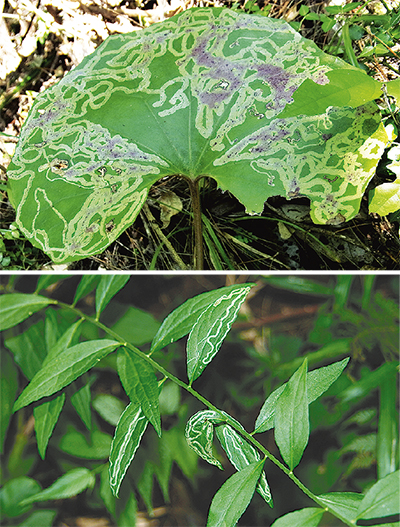 葉の模様は誰のしわざ？