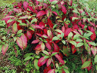 紅葉狩りは下にも目線を