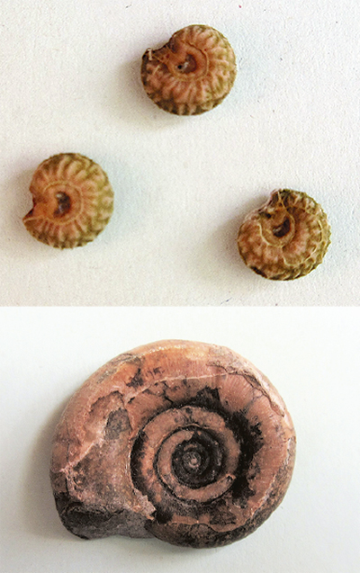 この種、何に似ている？