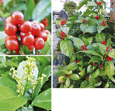 赤い実にほくろが２つ