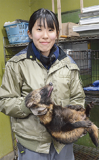 増加するタヌキの保護 金沢動物園で年間80匹 金沢区 磯子区 タウンニュース