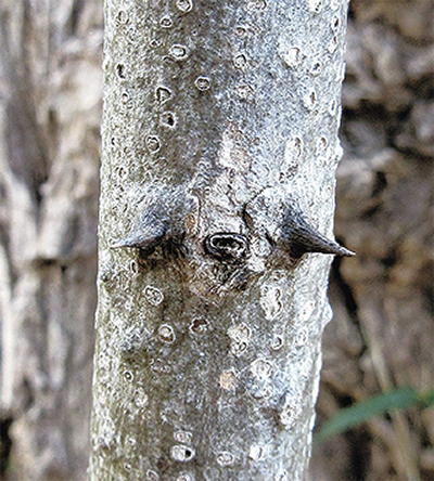 雑木林で「動物似顔絵」探し