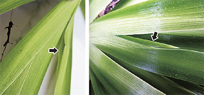 表がない裏の面ばかりの葉