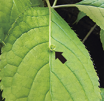 葉の上に花を咲かせる木